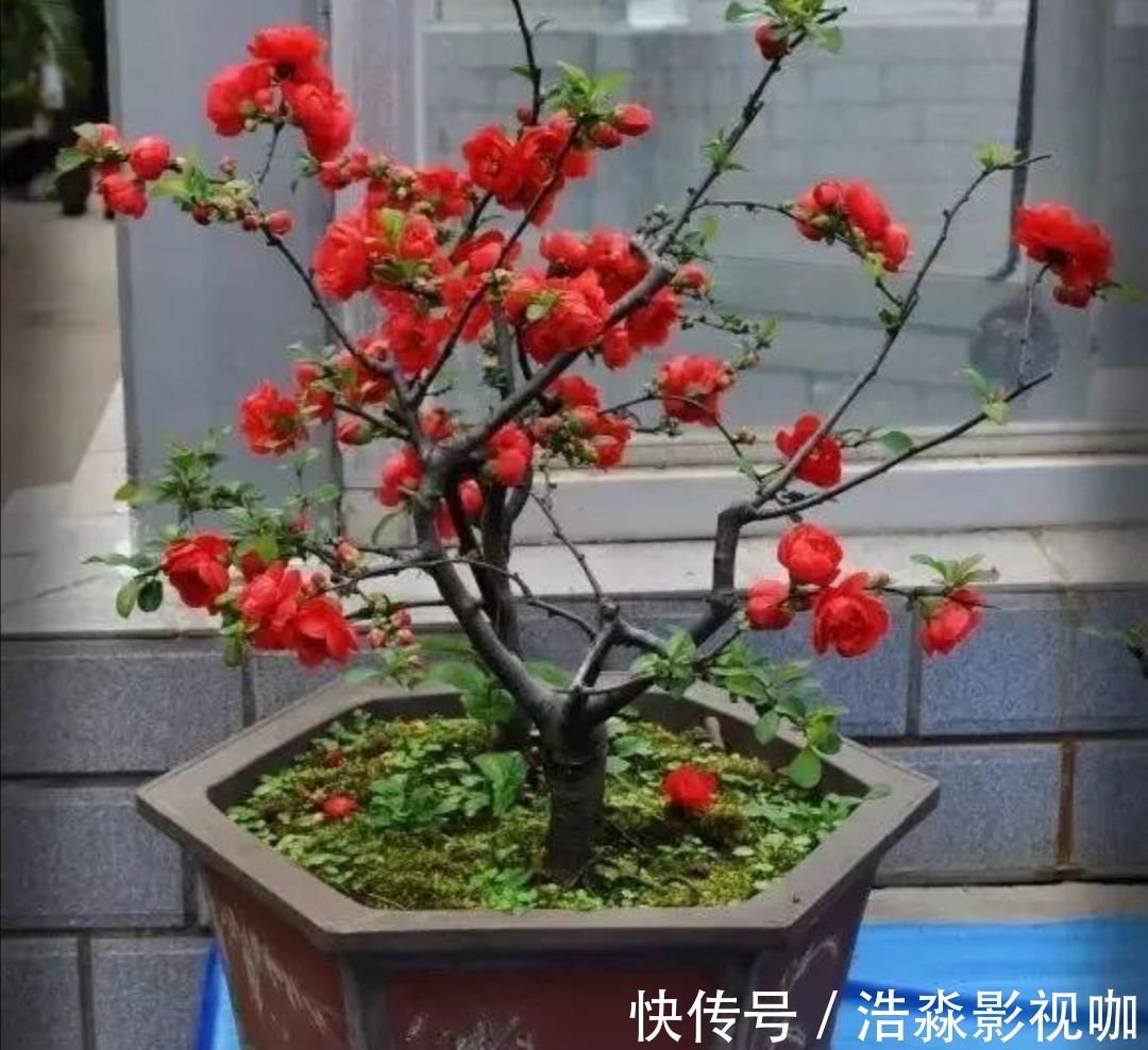 玉树|3种“老花树”,能活一百年,冬天不怕冷,开满“吉祥花”