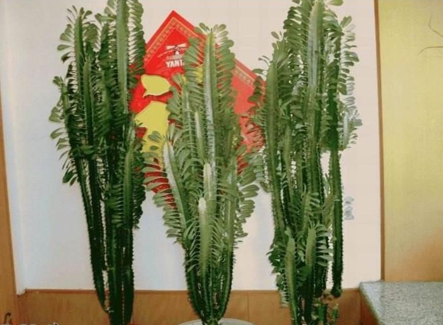 龙骨花|客厅养花,当选两种“旺运花”,寓意好不说,关键还好养