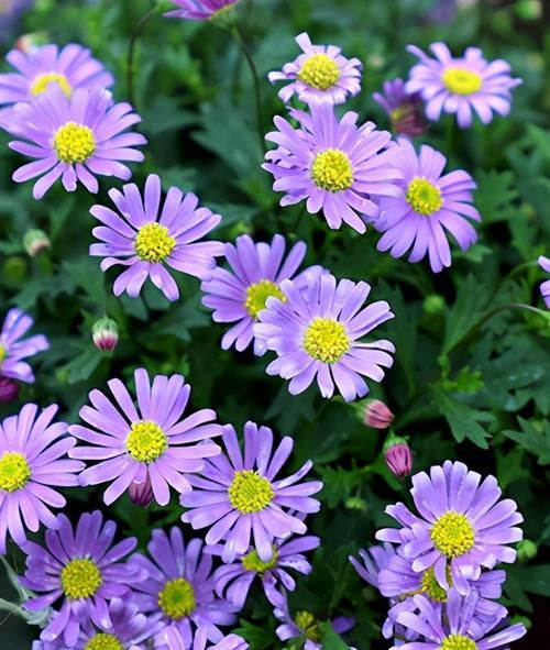 马上五一，建议家里有条件的，种上这三种花，一年四季爆不停！