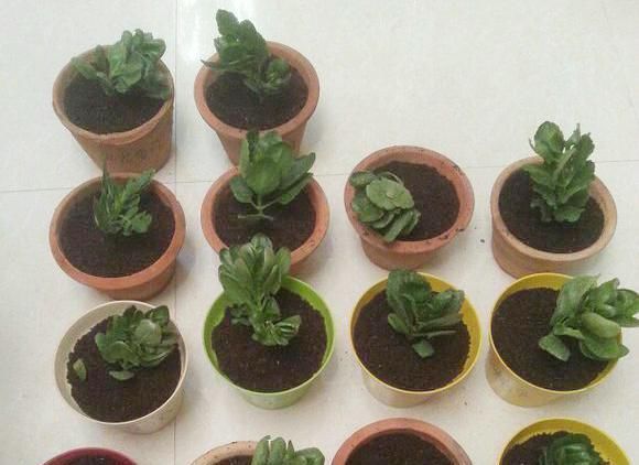 天气热，3种花适合扦插，温度越高生根越快，养护简单