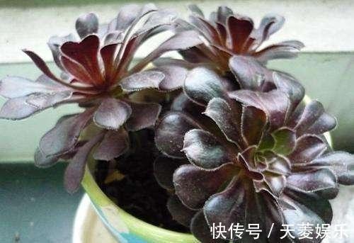 老桩|多肉“黑法师”的一生,从小苗到“假老桩”,半年窜了一米高