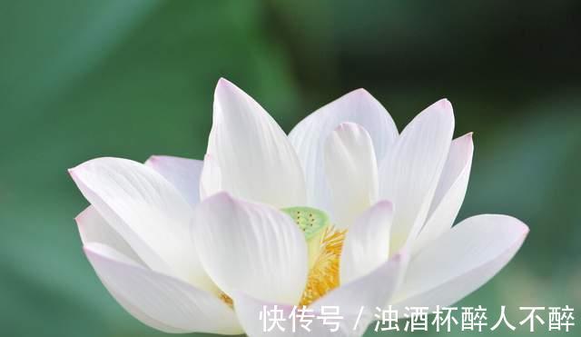 荷花#聊斋故事:荷花仙女