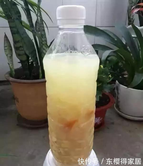 养花肥|怎么制作低成本高效养花肥？准备黄豆、鱼肠，这么干就成了