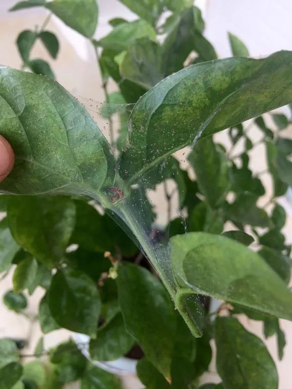 自制养花杀菌水,7天浇一勺,虫子全死光,再也不黄叶!