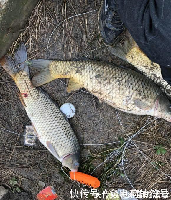可视化|男子在湘江用“可视化锚鱼”几十斤的大鱼接连的上岸,网友能钓光湘江的鱼
