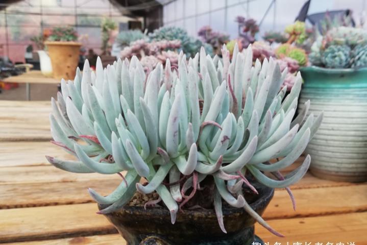 叶片|多肉爱杜丽丝好不好度夏?如果你像我这样养的话,那度夏自然不难