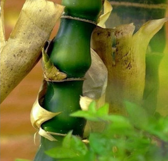 姥爷竹林瞎转悠,发现一“丑东西”,连忙挖回家,养好就是金不换