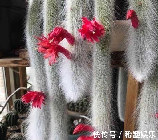 千瓣莲|1种“花”，漂亮像玫瑰，花期6个月，花色红艳，适合家庭粗养！