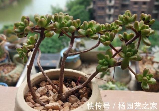 嫌弃|起初很嫌弃的多肉小人祭,变成造型桩之后,就爱不释手了