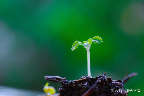 生肖女|一旦离婚，永远也不会复婚，不会给对方一点机会的四大生肖女