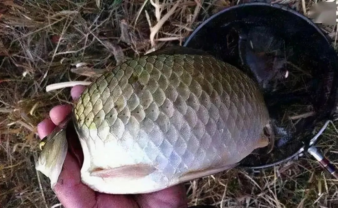 冬季钓鲫鱼,钓深还是钓浅?选错就是浪费窝料浪费钱