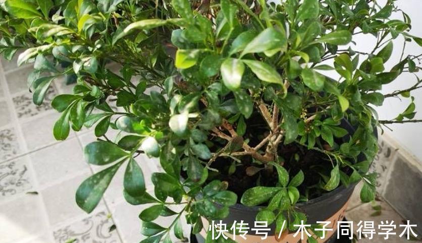 花友们|这4点打理好,阳台盆栽米兰,小小黄花一年四季挂满枝头