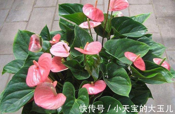 红掌花朵小，不开花做好这3件事，朵径大开花一茬又一茬