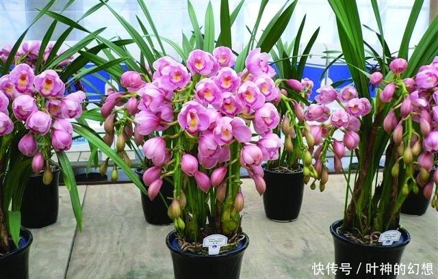 堪称开花机器，花期超长，养一盆幸福感爆棚