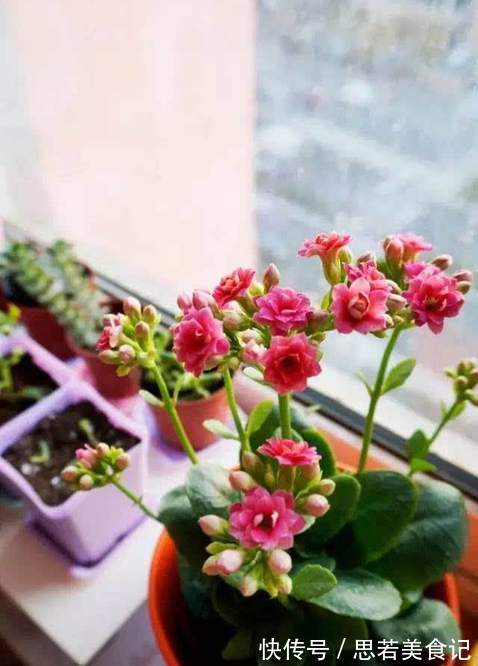 七种花很“养人”,卧室客厅放几盆,好看吉祥“睡得香”