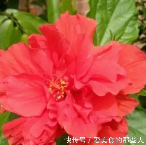 紫罗兰|4种花被称为开花王,年年开花不断,颜值超高的