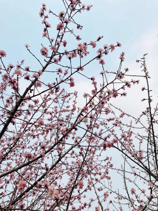 春花春雪春雨绝美春色，这样的易县，你见过吗？春分限定，速度