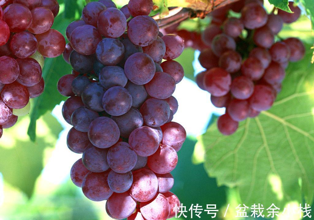 猕猴桃|这5种食物，越吃人老得越快，而你可能还在天天吃