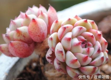 1种家家都有的“废水”,简单一处理,养啥旺啥,多肉也不例外