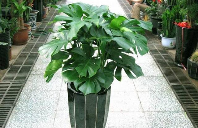 小酒鬼|3种花都是“小酒鬼”,1个月喂2次,土壤疏松透气,叶片油绿发亮