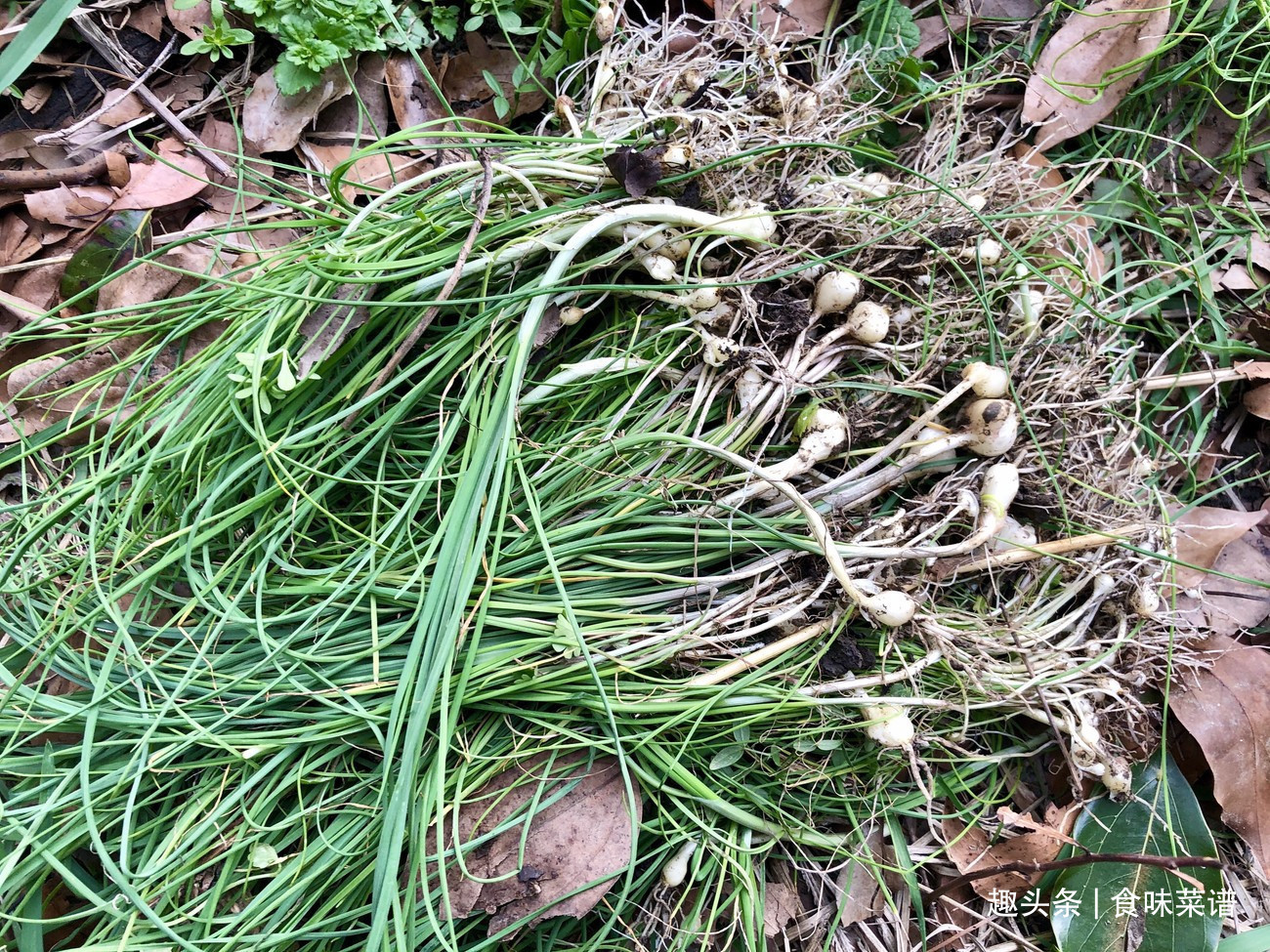 马齿苋|此8种野菜不用花钱买,来认识一下,营养高味道好,错过等明年了