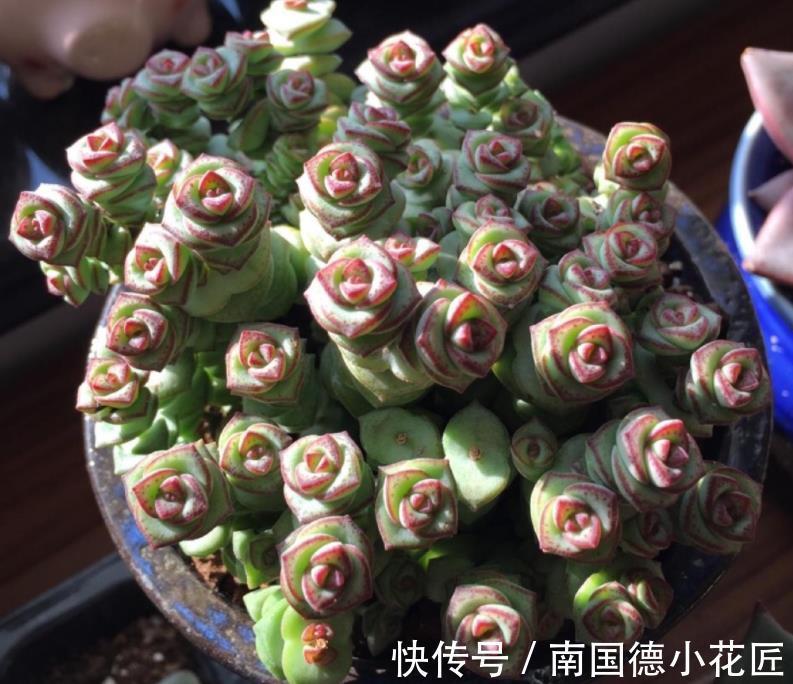 黄金万两|白露后,盆栽多肉选这3样,好养漂亮,常搁家里还能招财