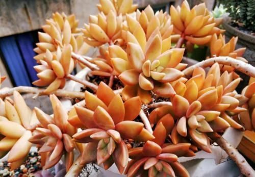 现在北方的多肉可以露养了吗？只要温度达到要求，就可以放心露养