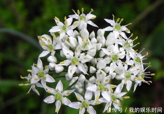 农村|在农村,很多人并不知道这些花是可以吃的,你吃过几种?