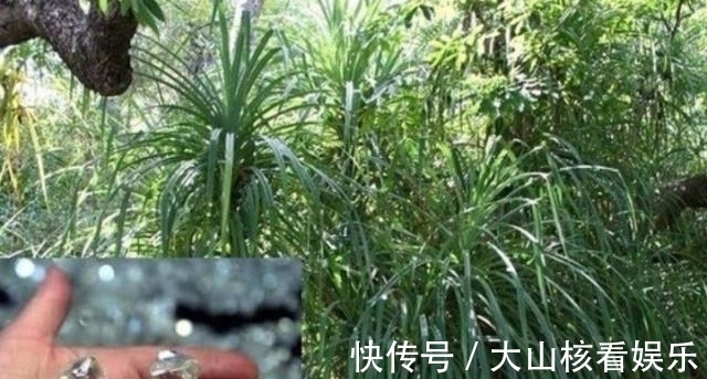 利比里亚|找到这种植物就能找到钻石?被称为钻石指南针,下次碰见可别放过
