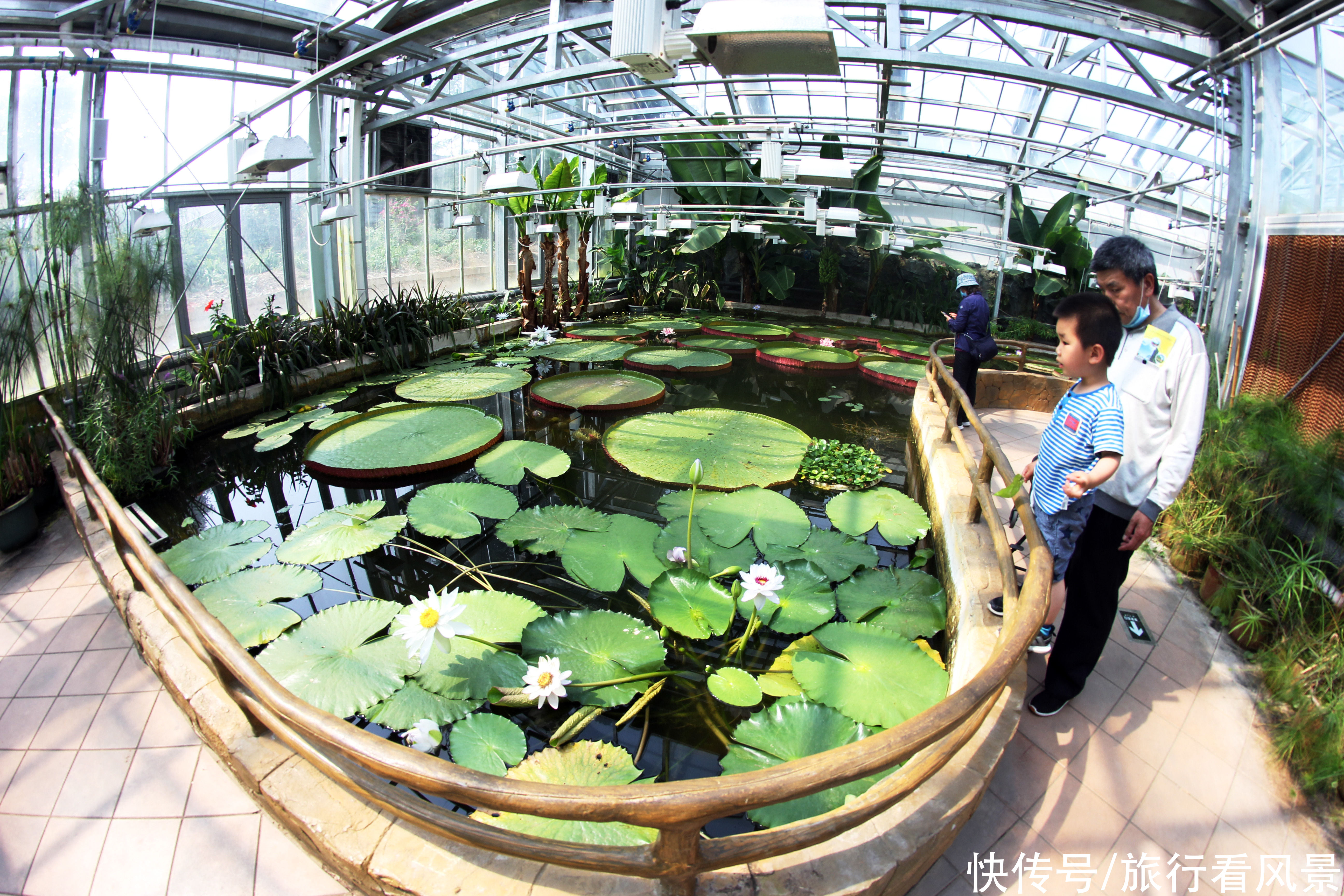 北京植物园|北京景区中的“新宠”，门票只有10元，可以见识到众多珍奇植物