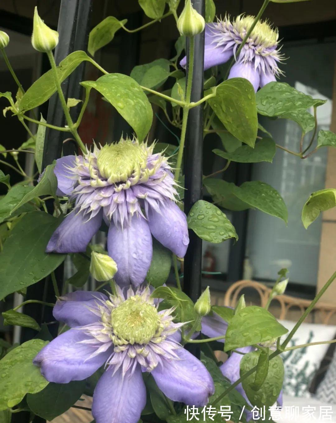 花园三宝|出了名的“花园三宝”，能养好的，绝对是高手