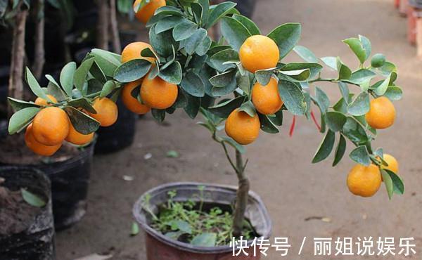 养花试试这几款,金灿灿,在客厅里摆放上一盆,有很好的装饰效果