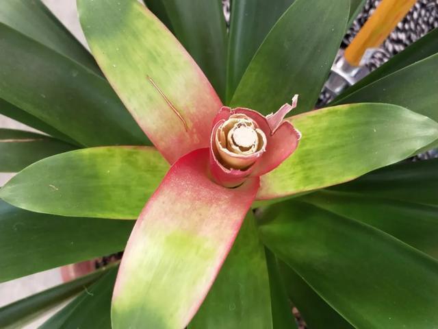 养花技巧这花不是一次性,开完别扔,还能再养7、8年