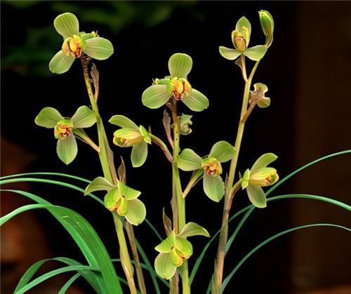 根系|冬天养兰花,要正确浇水,小心伤了“根本”,花期不开花