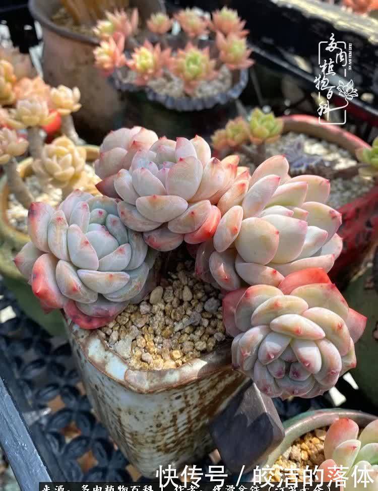 阳光露台多肉,天时地利人和!美肉知时节,当春乃发生!