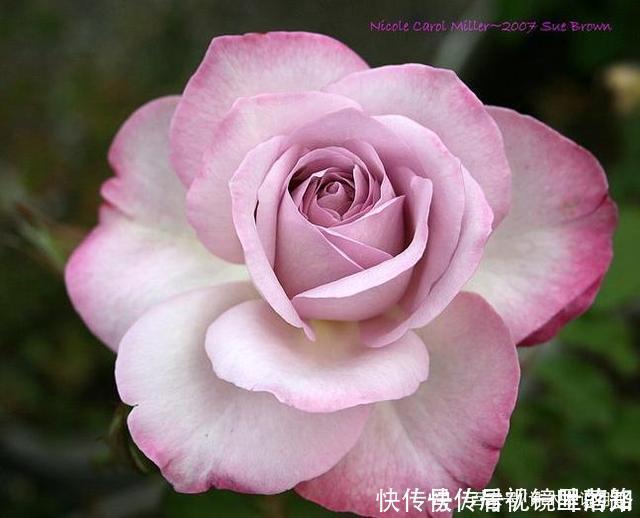 花色|20款紫色月季品种。浓香、抗病非常好养,天然紫色唯美盛开