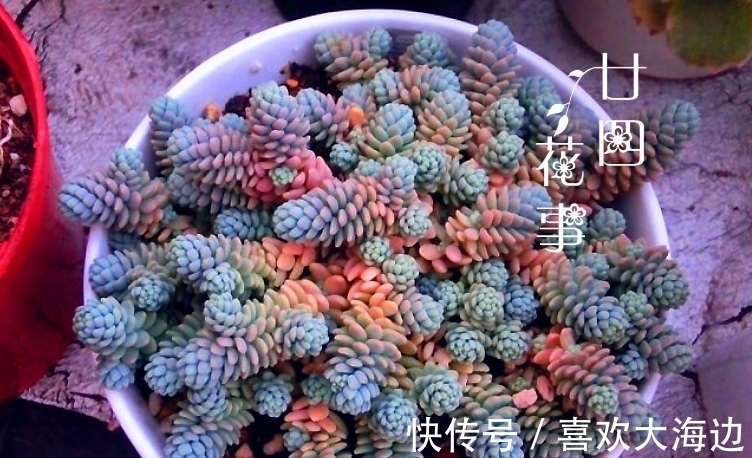 8种蓝色多肉植物,高冷优雅,总有一种是你的“蓝颜知己”
