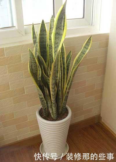 阿莫西林|家里养虎皮兰,给它喂颗小药丸,像打鸡血一样,新叶侧芽一起长!