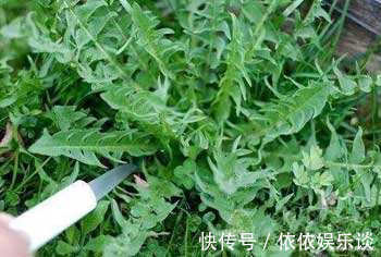 妙用|蒲公英的根有妙用十个女人九个炎症,早晚一杯,比益母草还管用