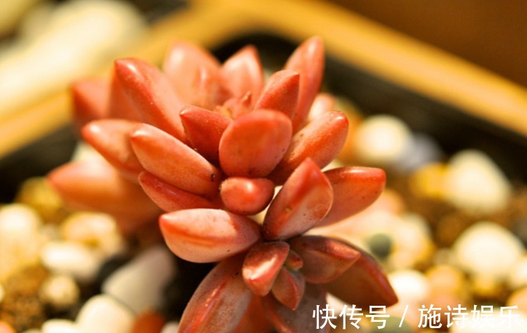 春秋|想养好多肉姬胧月这5个养护技巧要学会!花大爆盆不是梦!