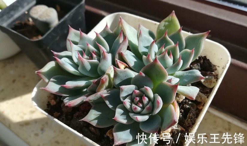 浇水|秋季该怎么给多肉浇水?摸清楚这4点,叶子水灵灵,不会没精神