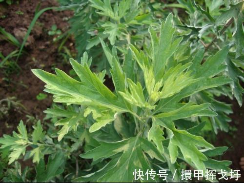 睡眠质量|十个女人9个妇科病,3种常见野菜,杀菌抑菌,安神,远离妇科病