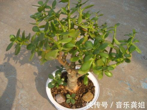 桂花|“便宜”的2种花，养在阳台上，越来越“值钱”，寓意好，太值！