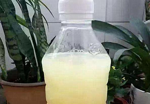 骨头|盆养君子兰，7天浇一次臭水，保管网格叶油绿、开花多