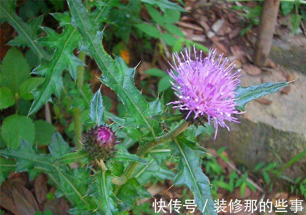 叶子|若长在您家房前屋后，记得采叶子就好，请别挖根，价值真的好珍贵