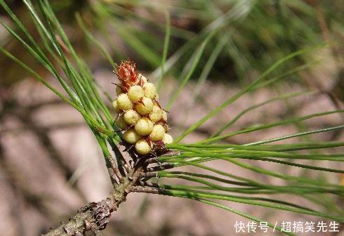  失眠|农村像“针”的野草，每天用来泡脚，祛风湿，治神经衰弱和失眠