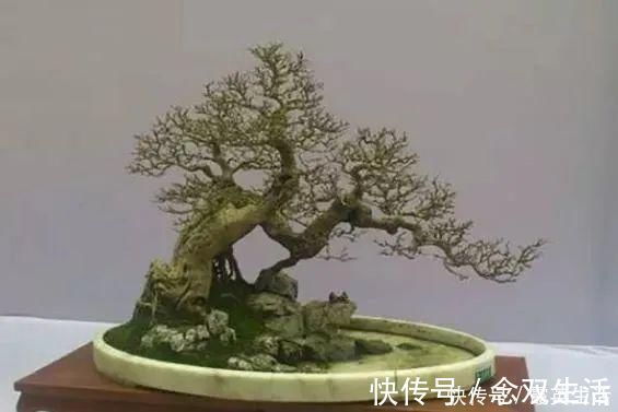 叶片|盆景制作技法夏天来到，盆景脱衣换锦，有6种好处