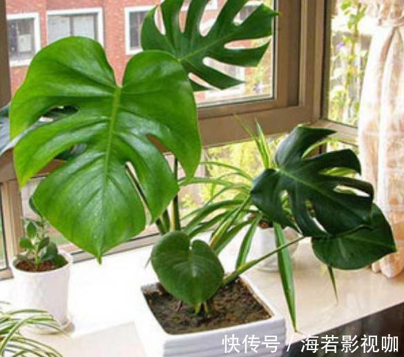 植物|家里客厅适合养什么花此3款对身体好,还能纳福又聚财