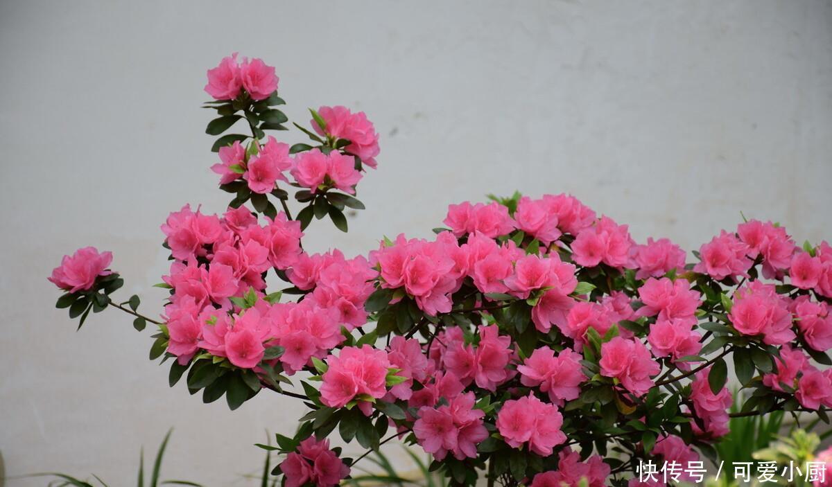 立冬后,养这5种花,最好搬到屋里,不然难越冬