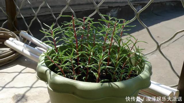 太阳花|咋“折腾”都不死的4种花,越修剪越旺,很难养死